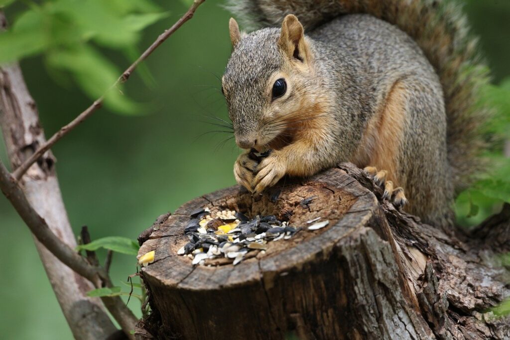 squirrel, animal, eating
