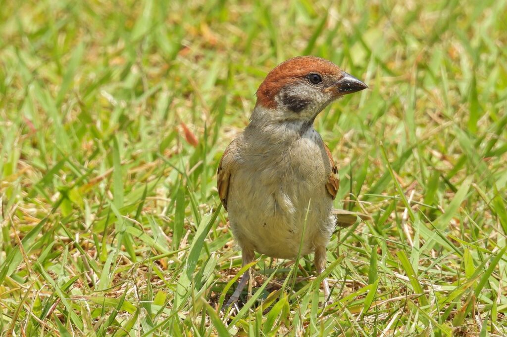 sparrow, bird, animal-6360143.jpg