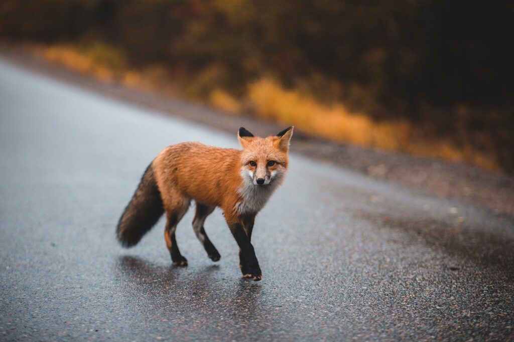 red fox, animal, road-6796430.jpg