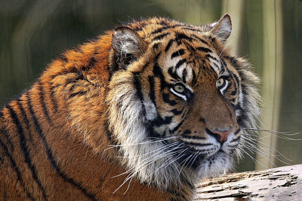 tiger, feline, savage-8028578.jpg