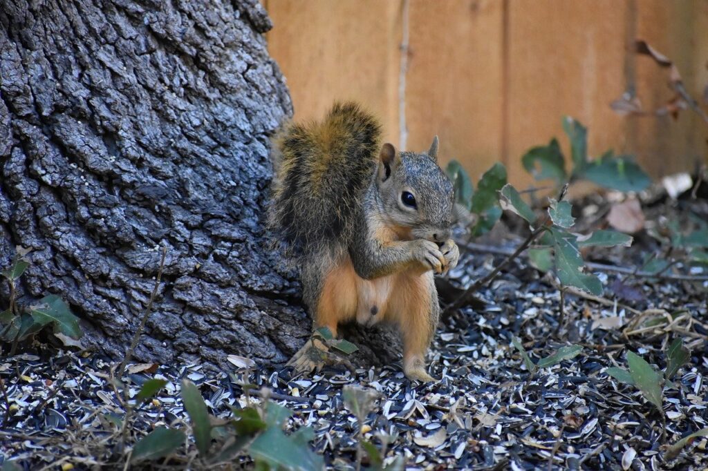 squirrel, rodent, animal-8203148.jpg